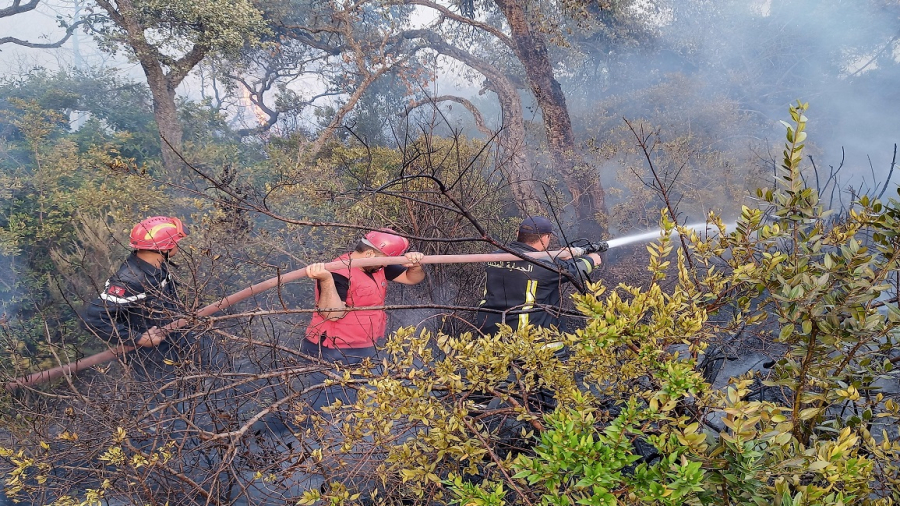 السيطرة النهائية على حريق غابة ملولة في جندوبة وتضرر 500 هكتار من الغابات