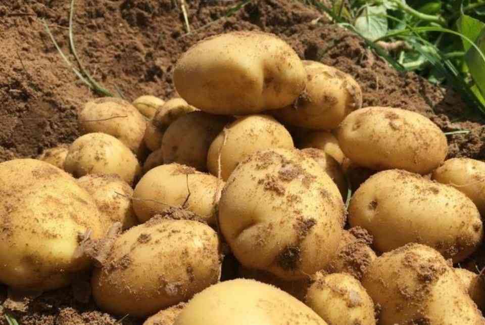 البطاطا: من النبتة الشيطانية إلى سدّ رمق الجوع وقاعدة غذائية عالمية