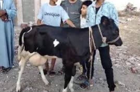 مصر: البقرة "المباركة" تثير الجدل