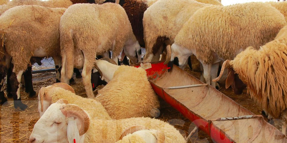 فضيحة في مسلخ سوسة: احتفاظ بطبيب بيطري و3 آخرين بعد ذبح خرفان مريضة