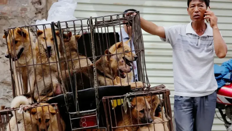 جاكرتا تحظر نهائيًا استهلاك لحوم الكلاب والقطط بعد ضغوط ناشطين الرفق بالحيوان
