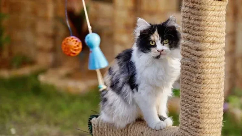 أول فندق قطط خمس نجوم في ليبيا… رفاهية غير مسبوقة في قلب مصراتة!