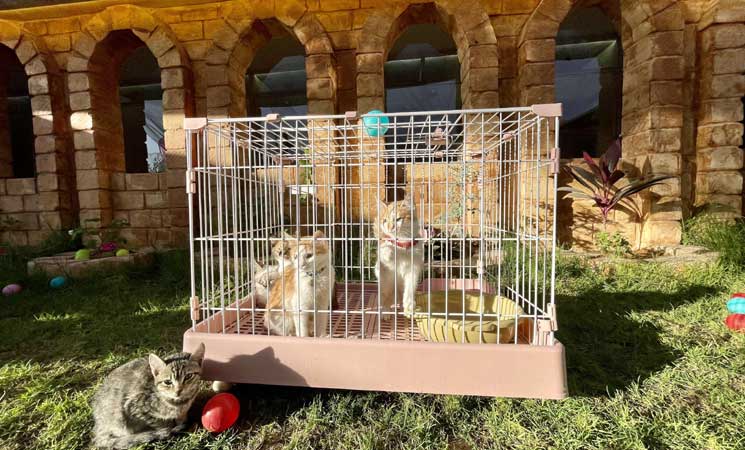 أول فندق قطط خمس نجوم في ليبيا… رفاهية غير مسبوقة في قلب مصراتة!