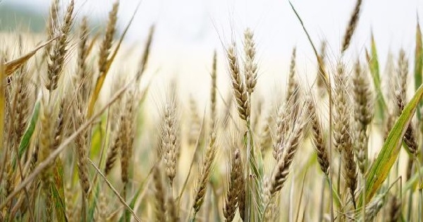 نابل: توقعات بتراجع إنتاج الحبوب بنسبة تفوق 60 بالمائة