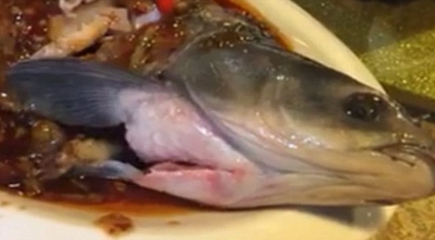 سمكة تعود للحياة بعد طهيها وتقديمها على طبق انيق !
