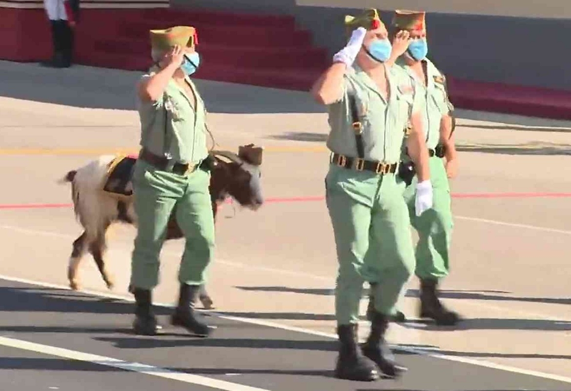 الماعز يشارك في عرض عسكري بمناسبة العيد الوطني الإسباني