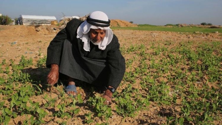 مزارع فلسطيني في قرية خزاعة شرق خان يونس في 6 كانون الاول/ديسمبر 2015