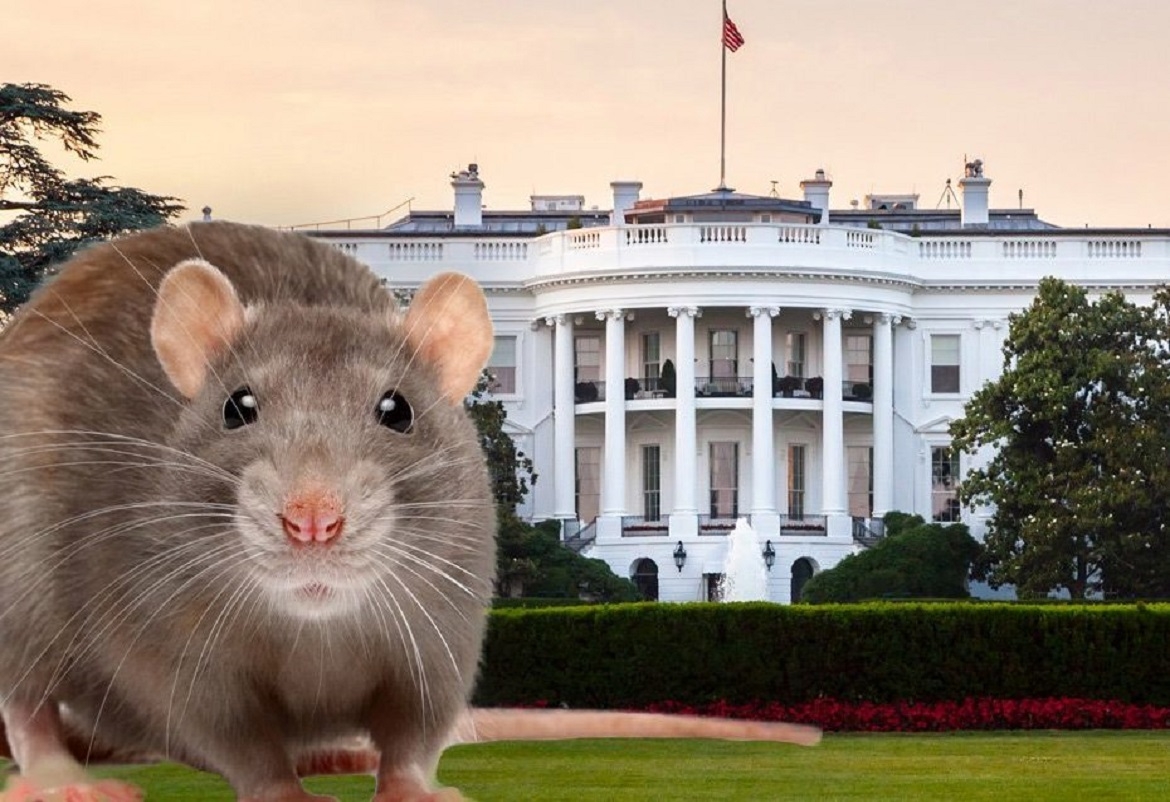 فأر يسقط من سقف البيت الأبيض على الصحفيين
