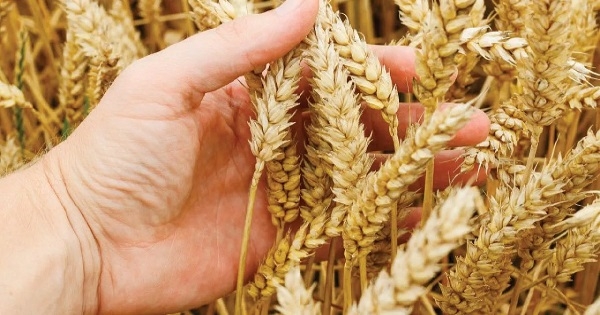 تأثير تمديد اتفاق الحبوب على أسعار تصدير القمح الروسي