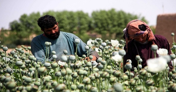 طالبان تحظر زراعة الأفيون وكل أنواع المخدرات