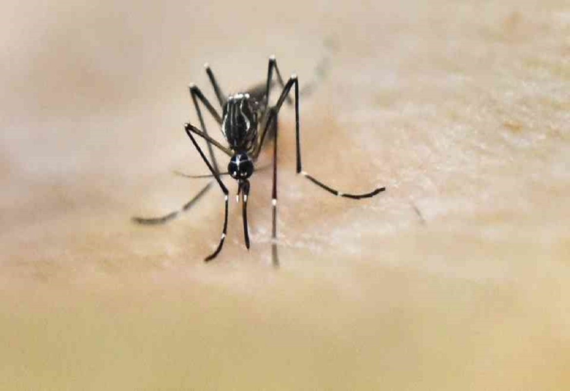 هل ينقل البعوض فيروس كورونا؟