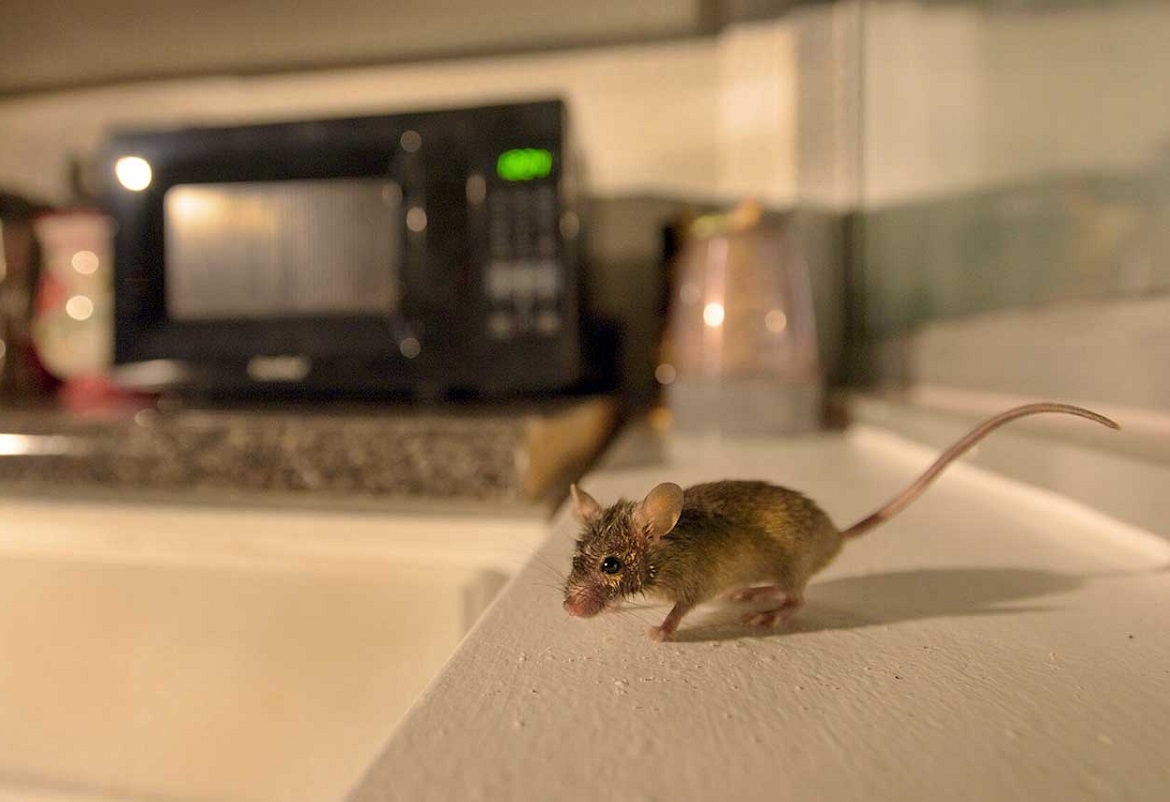 هذه الرائحة تدل على وجود فأر في المطبخ